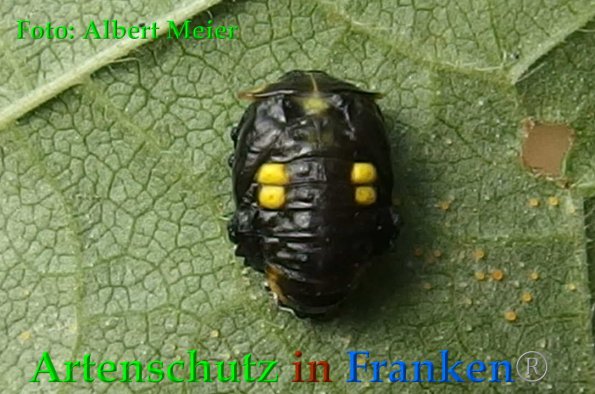 Copyright AiF - Albert Meier Bild zum Eintrag (88631-160)