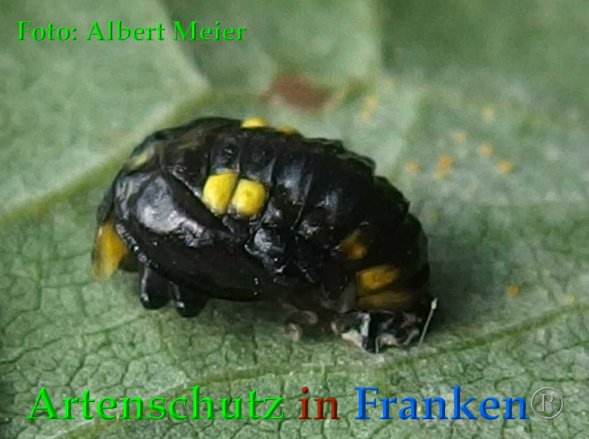 Copyright AiF - Albert Meier Bild zum Eintrag (88632-160)