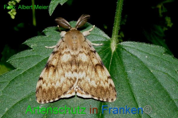Copyright AiF - Albert Meier Bild zum Eintrag (88758-160)