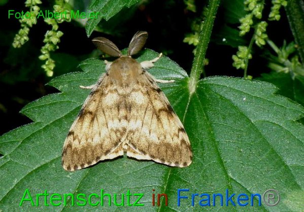 Copyright AiF - Albert Meier Bild zum Eintrag (88759-160)