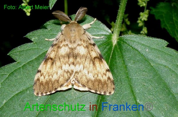 Copyright AiF - Albert Meier Bild zum Eintrag (88760-160)