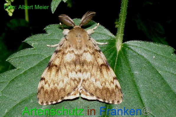 Copyright AiF - Albert Meier Bild zum Eintrag (88761-160)