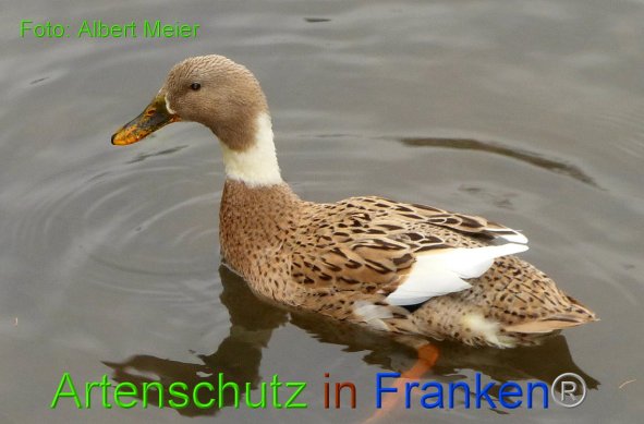 Copyright AiF - Albert Meier Bild zum Eintrag (89084-160)