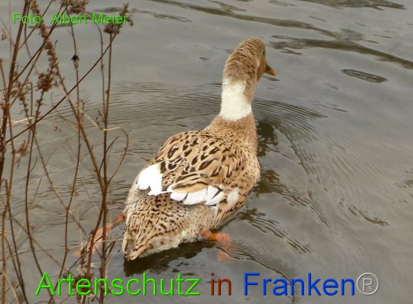Copyright AiF - Albert Meier Bild zum Eintrag (89085-160)