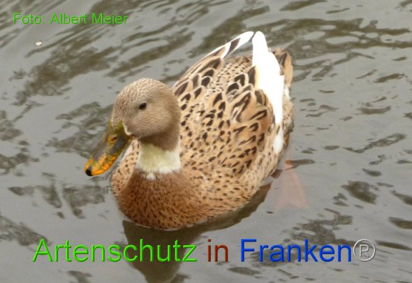 Copyright AiF - Albert Meier Bild zum Eintrag (89086-160)