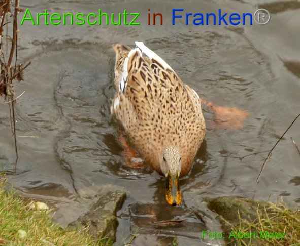 Copyright AiF - Albert Meier Bild zum Eintrag (89087-160)