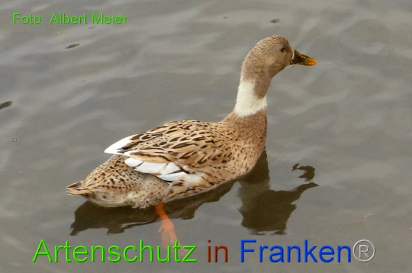 Copyright AiF - Albert Meier Bild zum Eintrag (89089-160)
