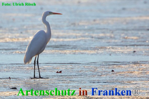 Copyright AiF Ulrich Rösch Bild zum Eintrag (89217-160)