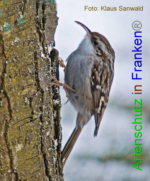 Copyright AiF - Klaus Sanwald Bild zum Eintrag (89531-160)