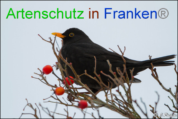 Copyright AiF Johannes Rother Bild zum Eintrag (89541-160)