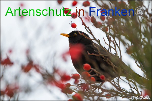 Copyright AiF Johannes Rother Bild zum Eintrag (89542-160)