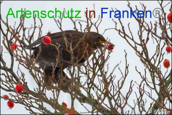Copyright AiF Johannes Rother Bild zum Eintrag (89544-160)