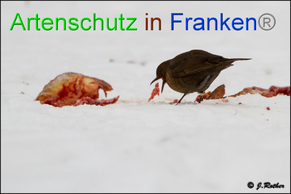Copyright AiF Johannes Rother Bild zum Eintrag (89545-160)
