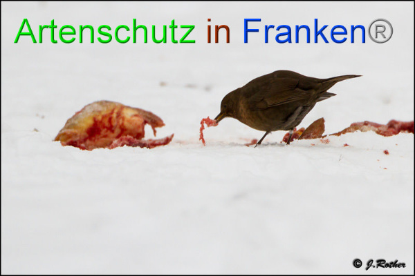 Copyright AiF Johannes Rother Bild zum Eintrag (89546-160)