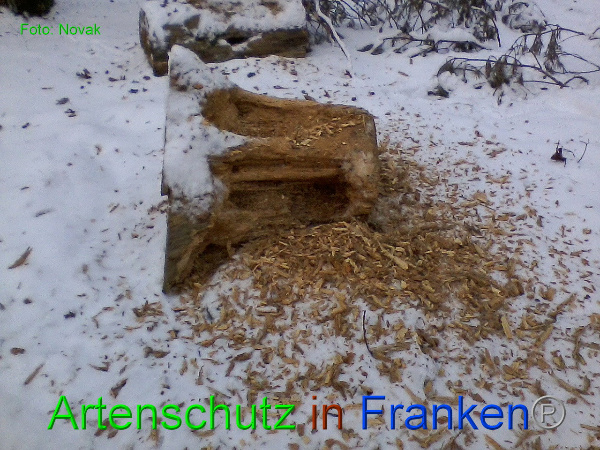 Copyright AiF Novak Bild zum Eintrag (89566-160)