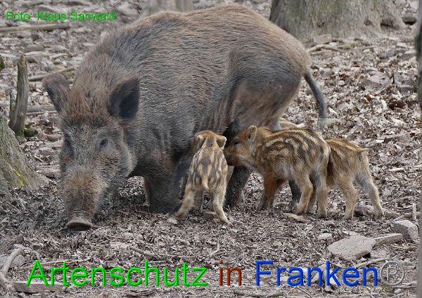 Copyright AiF - Klaus Sanwald Bild zum Eintrag (89590-160)