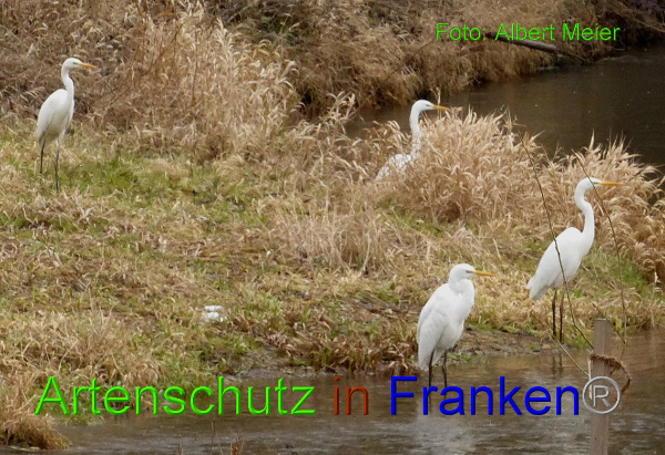Copyright AiF - Albert Meier Bild zum Eintrag (89595-160)