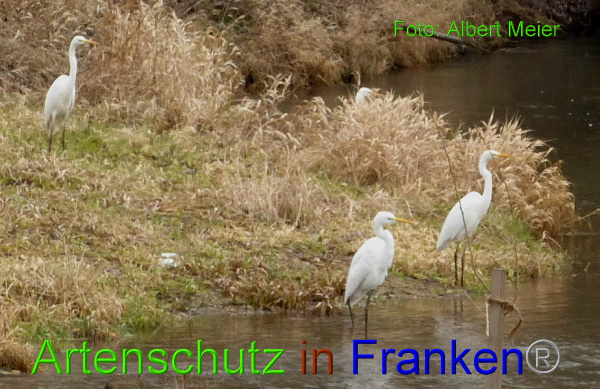 Copyright AiF - Albert Meier Bild zum Eintrag (89596-160)