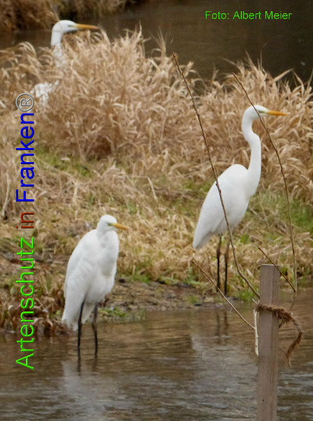 Copyright AiF - Albert Meier Bild zum Eintrag (89597-160)