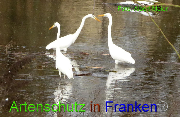 Copyright AiF - Albert Meier Bild zum Eintrag (89601-160)