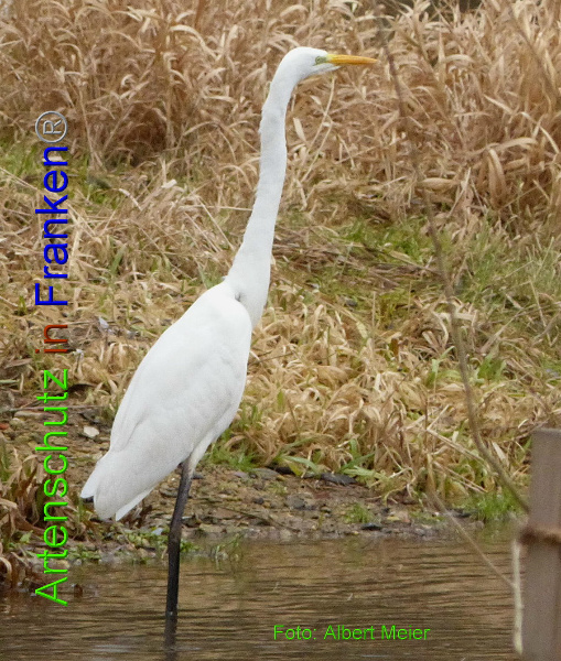 Copyright AiF - Albert Meier Bild zum Eintrag (89606-160)