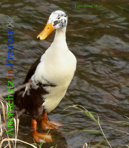 Copyright AiF - Albert Meier Bild zum Eintrag (89629-160)