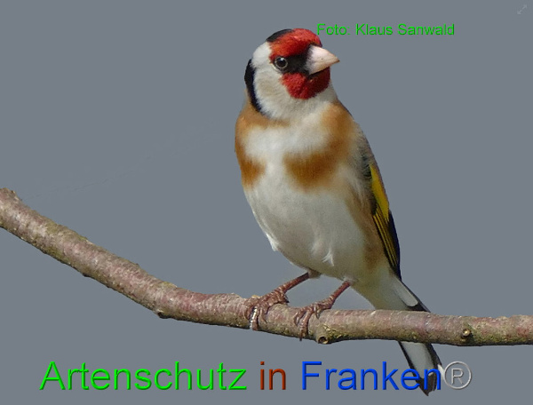 Copyright AiF - Klaus Sanwald Bild zum Eintrag (89757-160)