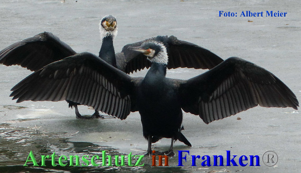 Copyright AiF - Albert Meier Bild zum Eintrag (90057-160)