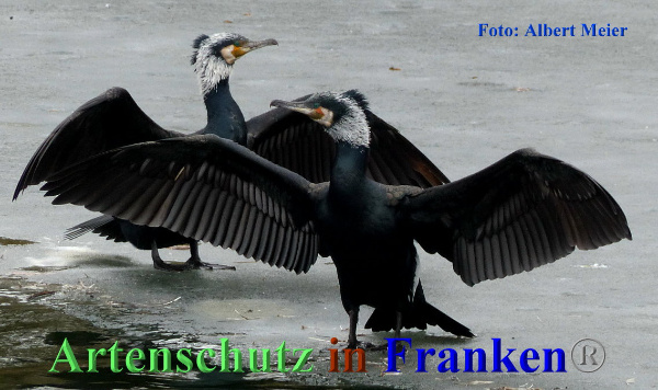 Copyright AiF - Albert Meier Bild zum Eintrag (90058-160)