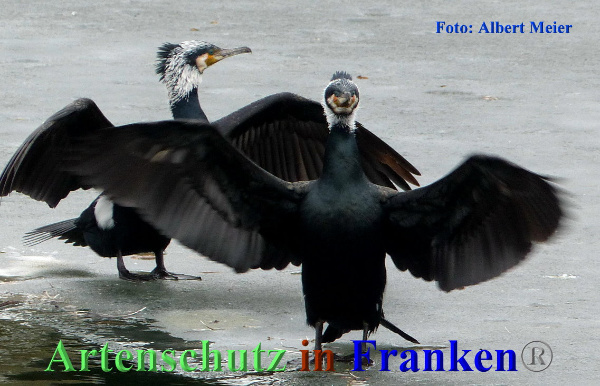 Copyright AiF - Albert Meier Bild zum Eintrag (90059-160)