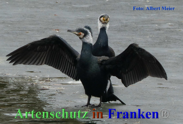 Copyright AiF - Albert Meier Bild zum Eintrag (90060-160)