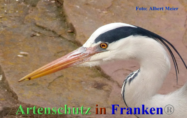 Copyright AiF - Albert Meier Bild zum Eintrag (90064-160)