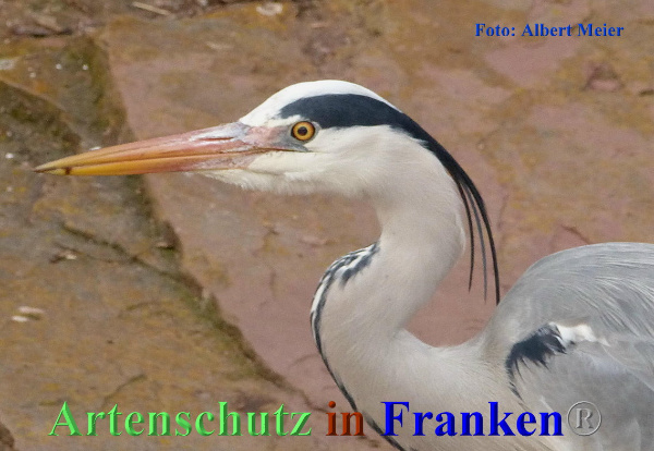 Copyright AiF - Albert Meier Bild zum Eintrag (90065-160)