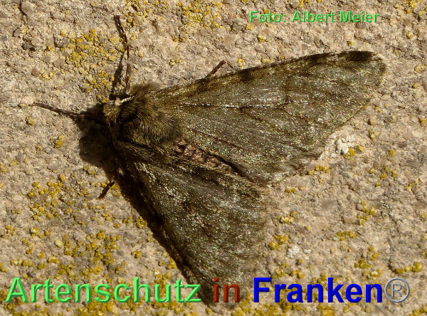 Copyright AiF - Albert Meier Bild zum Eintrag (90547-160)