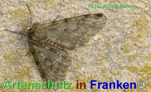 Copyright AiF - Albert Meier Bild zum Eintrag (90548-160)