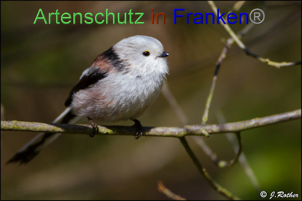 Copyright AiF Johannes Rother Bild zum Eintrag (90635-160)