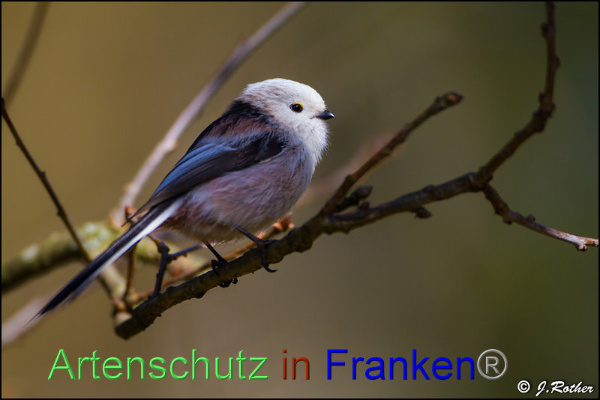 Copyright AiF Johannes Rother Bild zum Eintrag (90636-160)