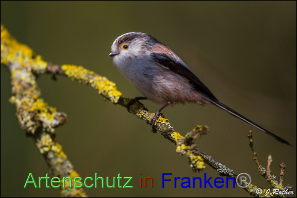 Copyright AiF Johannes Rother Bild zum Eintrag (90638-160)