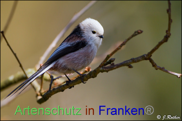 Copyright AiF Johannes Rother Bild zum Eintrag (90639-160)