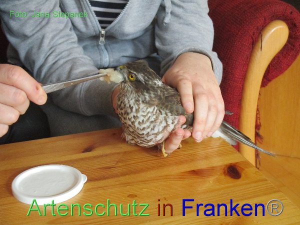 Copyright AiF Jana Stepanek Bild zum Eintrag (90752-160)