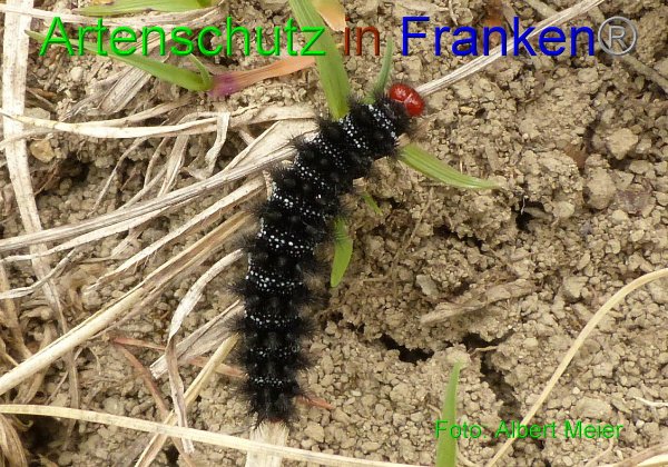 Copyright AiF - Albert Meier Bild zum Eintrag (90835-160)