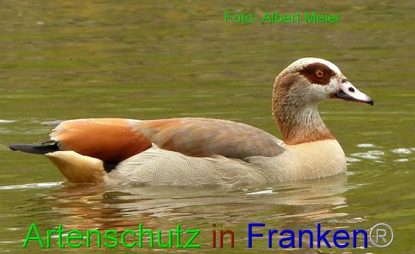 Copyright AiF - Albert Meier Bild zum Eintrag (90925-160)