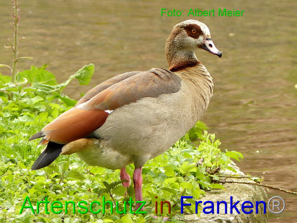 Copyright AiF - Albert Meier Bild zum Eintrag (90927-160)