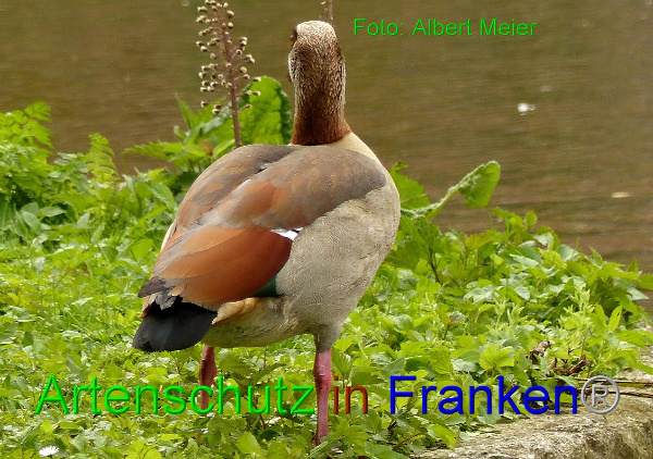 Copyright AiF - Albert Meier Bild zum Eintrag (90928-160)