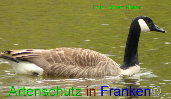 Copyright AiF - Albert Meier Bild zum Eintrag (90939-160)