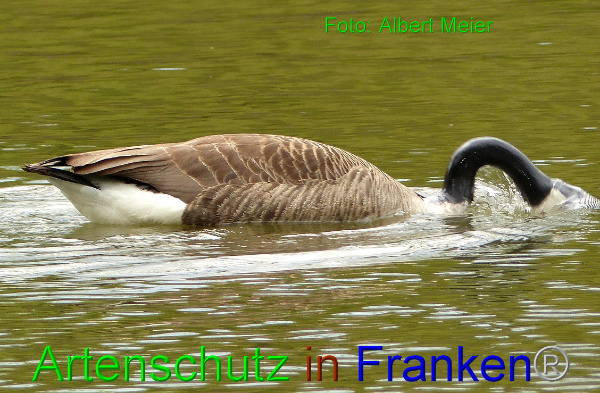 Copyright AiF - Albert Meier Bild zum Eintrag (90940-160)