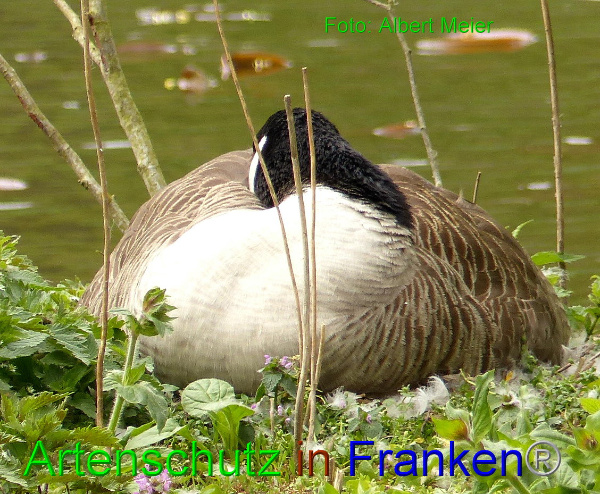 Copyright AiF - Albert Meier Bild zum Eintrag (90941-160)