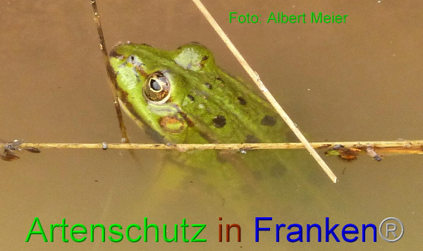 Copyright AiF - Albert Meier Bild zum Eintrag (90942-160)