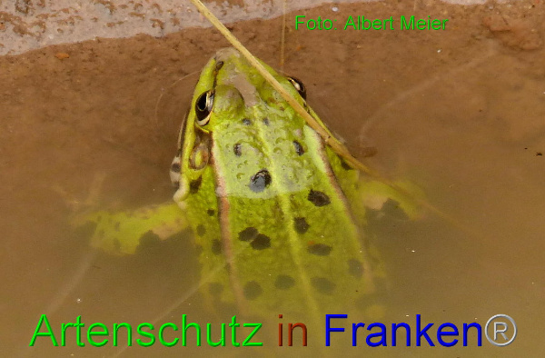 Copyright AiF - Albert Meier Bild zum Eintrag (90943-160)