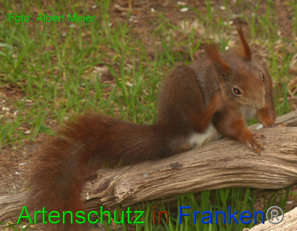 Copyright AiF - Albert Meier Bild zum Eintrag (91012-160)